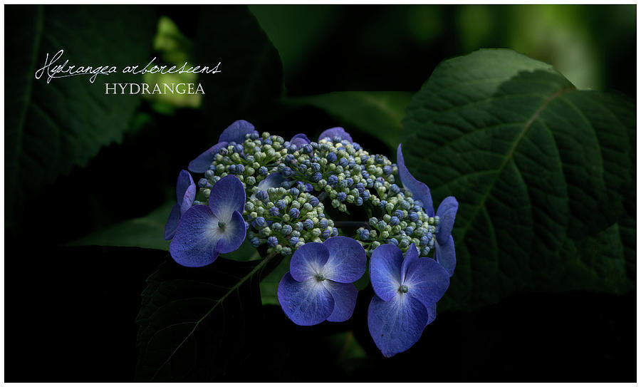 Nature Photograph - Purple Hydrangea by Kimber Lee