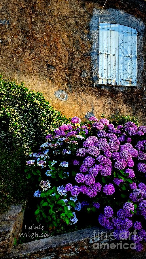 Purple Hydrangea Photograph by Lainie Wrightson