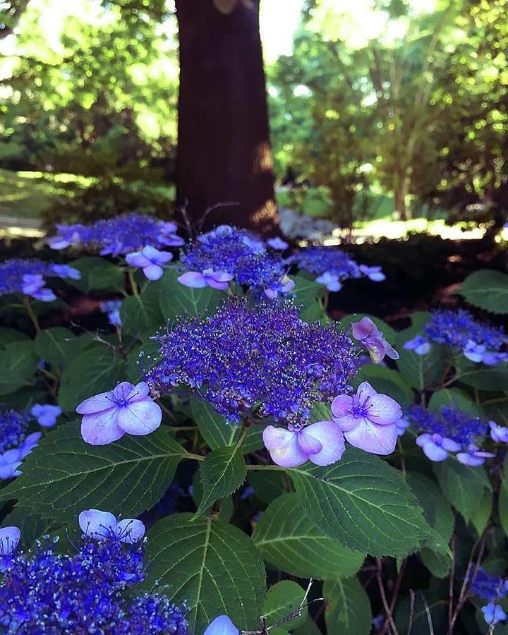 Purple Hydrangea Photograph by Liliana Gravagno - Fine Art America