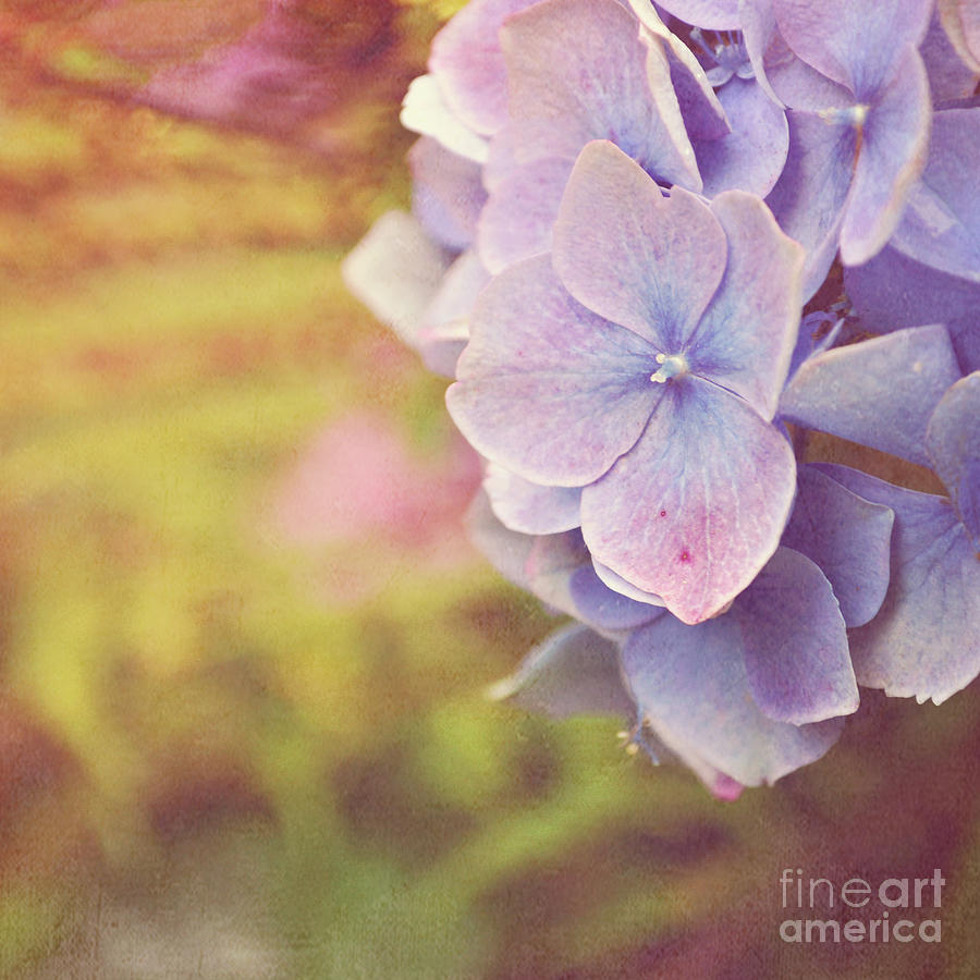 Purple Hydrangea Photograph by Lyn Randle