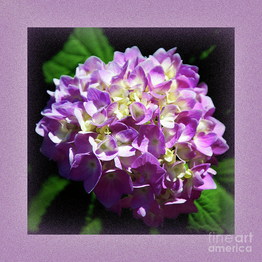 Purple Hydrangea Painterly Square 1 Digital Art by Andee Design