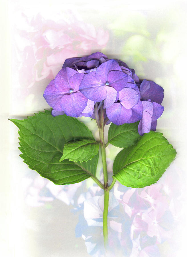 Purple Mixed Media - Purple Hydrangea by Sandi F Hutchins Purple Mixed Media - Purple Hydrangea by Sandi F Hutchins