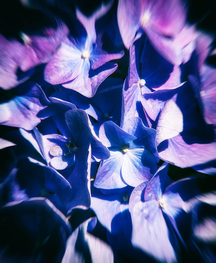 Purple Hydrangea Photograph by SharaLee Art