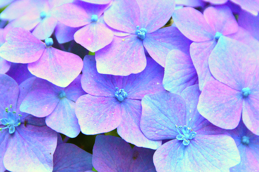 Purple Hydrangeas Photograph by Brian OKelly