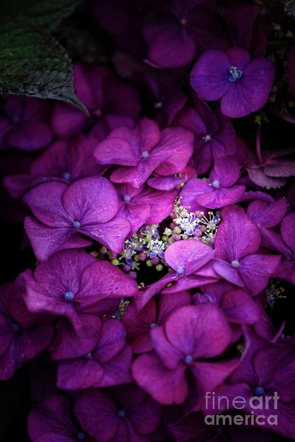 Purple Hydrangeas Photograph by Doug Sturgess