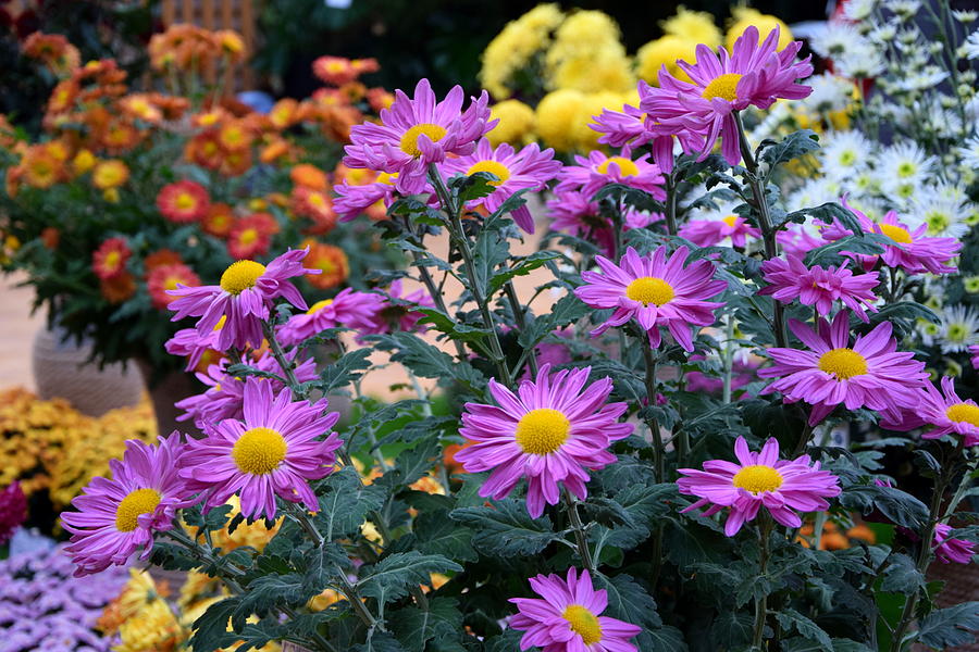 Flower Photograph - Purple in garden by Camelia C