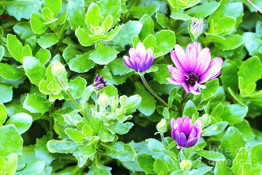 Flower Photograph - Purple in Greenery by Ivana Westin