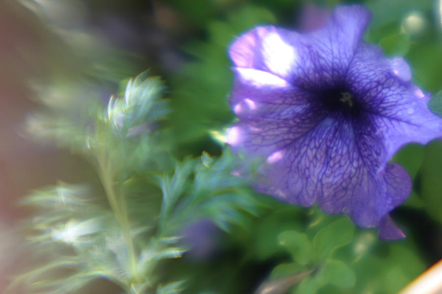 Purple Flower Photograph - Purple in Monets Garden by Jennifer McDuffie