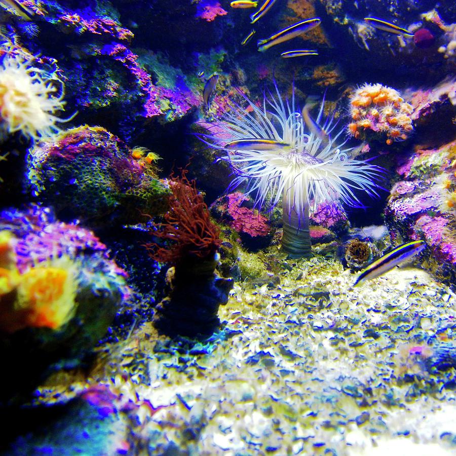 Purple in the Aquarium Photograph by Kirsten Giving