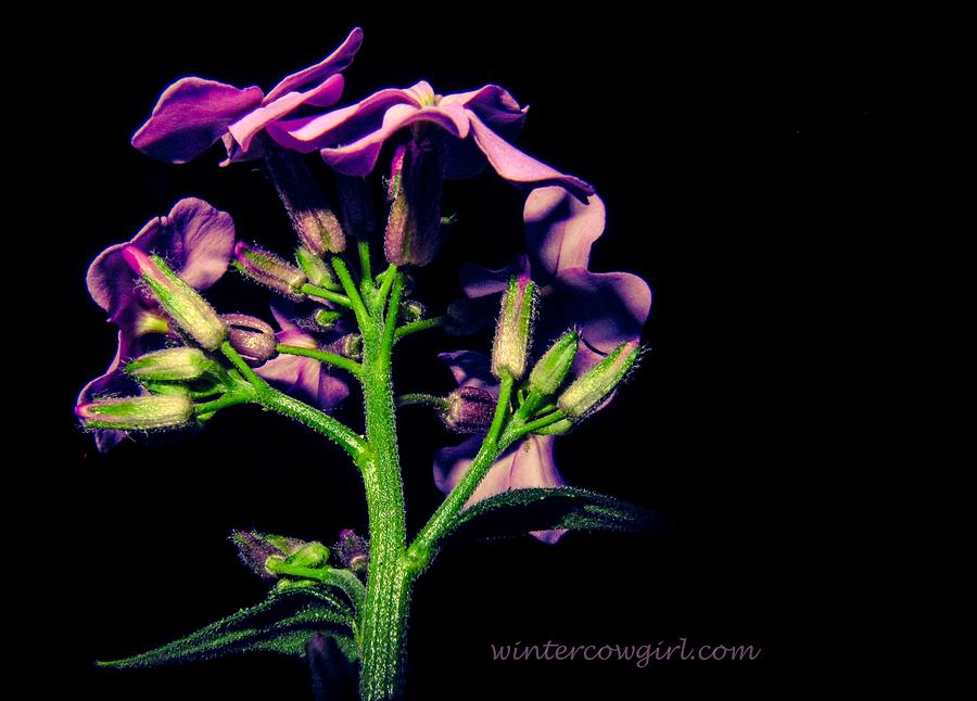 Purple In The Darkness Photograph