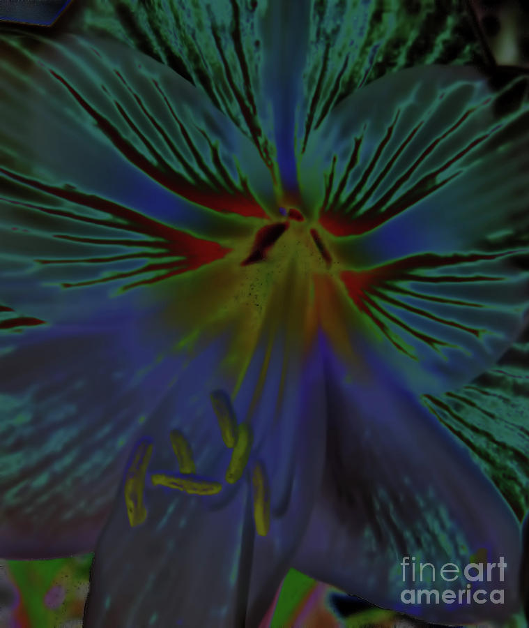 Purple In The Lily Digital Art by D Hackett