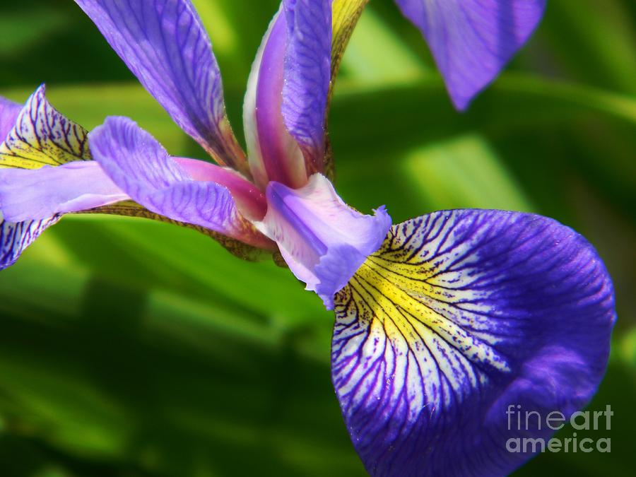 Iris Photograph - Purple Iris 1 by Emily Michaud