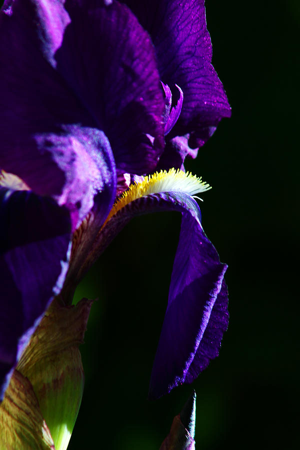 Purple Iris 2 Photograph by Anthony Jones