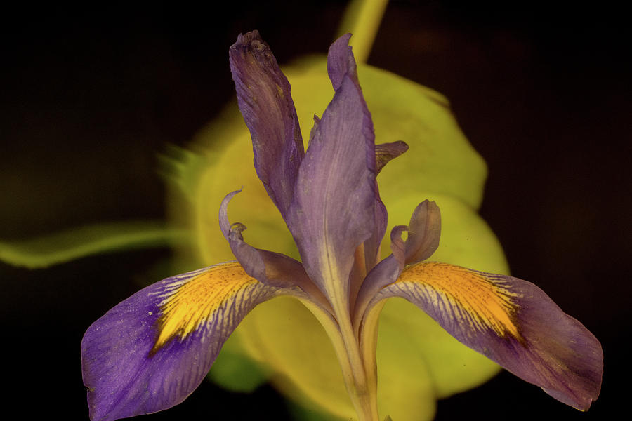 Purple Iris 2 Photograph by Douglas Barnett