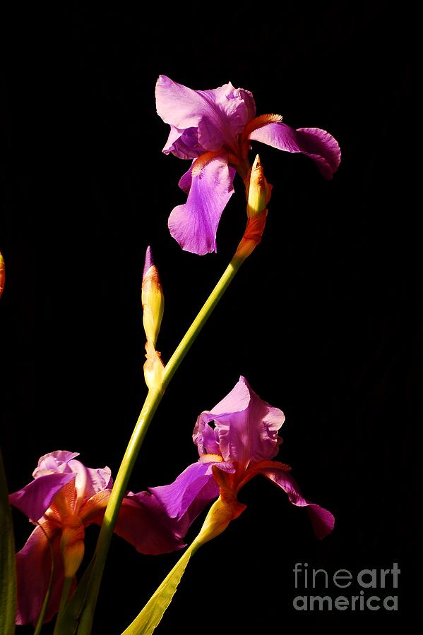 Purple Iris 2 Photograph by Nancy Bradley