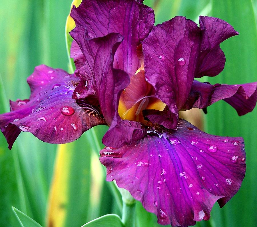 Purple Iris 2 Photograph Photograph by Kimberly Walker