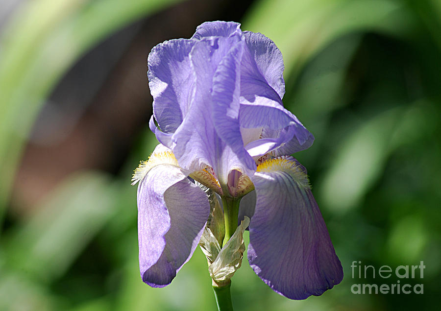 Purple Iris 20120429_256a Photograph by Tina Hopkins