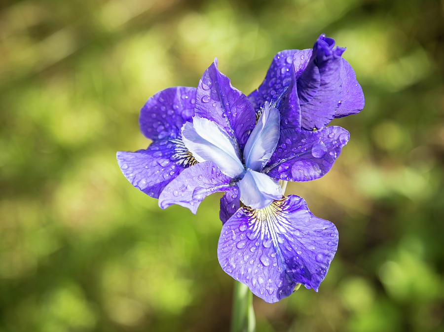 Purple Iris 2016-1 Photograph by Thomas Young