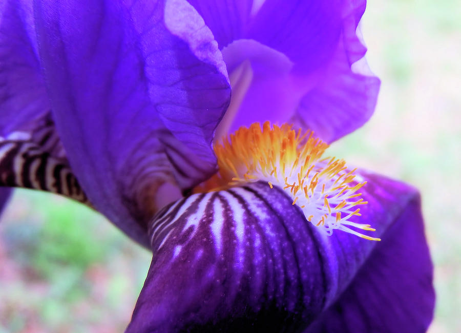 Up Movie Photograph - Purple Iris 2017 by Cathy Harper
