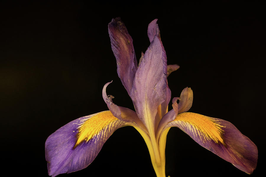 Purple Iris 3 Photograph by Douglas Barnett
