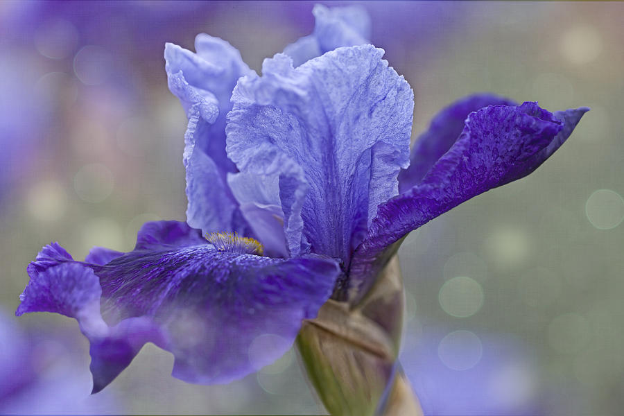 Purple Iris - 4070 Photograph by C VandenBerg