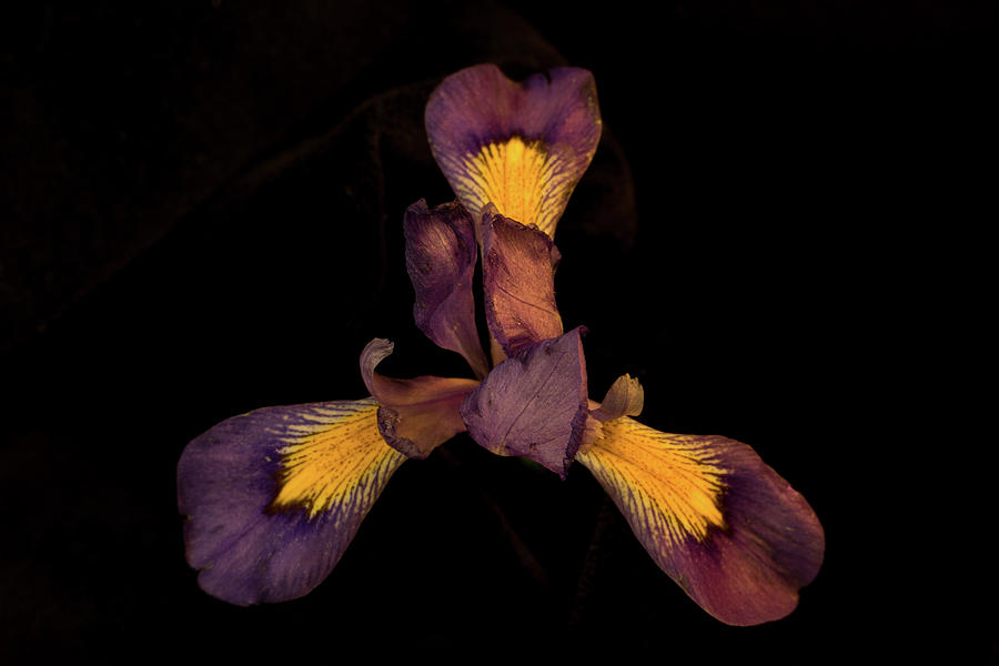 Purple Iris 5 Photograph by Douglas Barnett