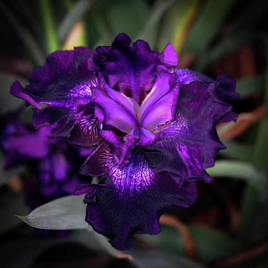 Purple Iris 5994 H_2 Photograph by Steven Ward