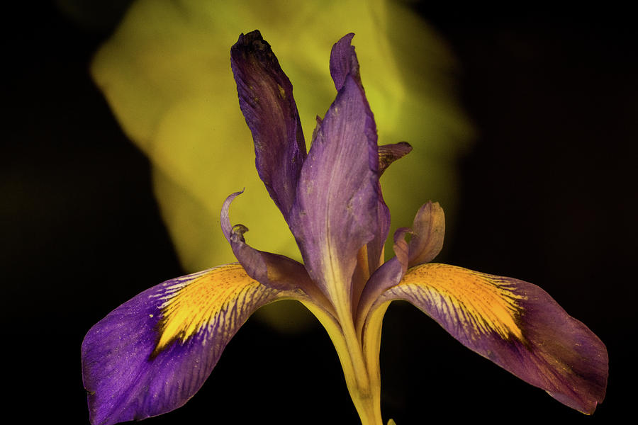 Purple Iris 6 Photograph by Douglas Barnett