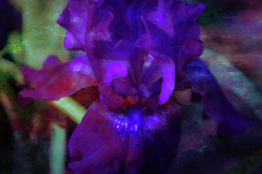 Purple Iris 6152 DP_2 Photograph by Steven Ward