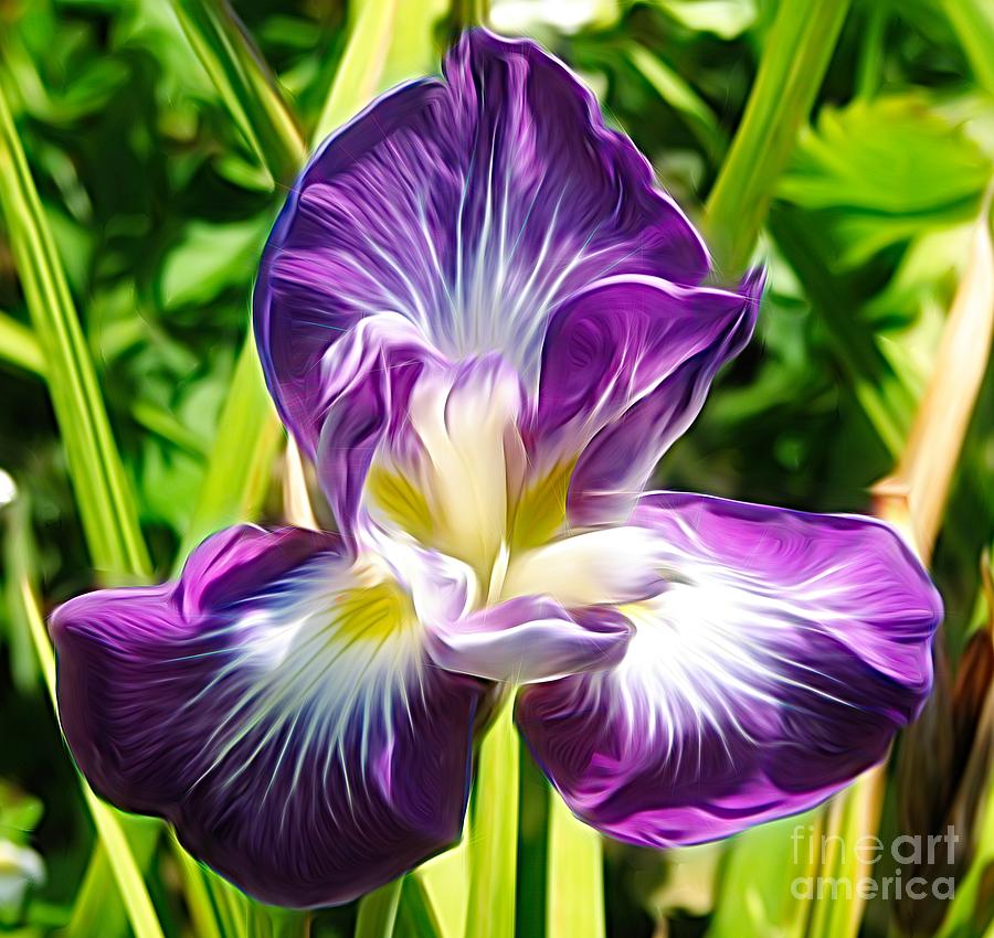 Purple Iris Abstract Energy Flow Effect Photograph by Rose Santuci