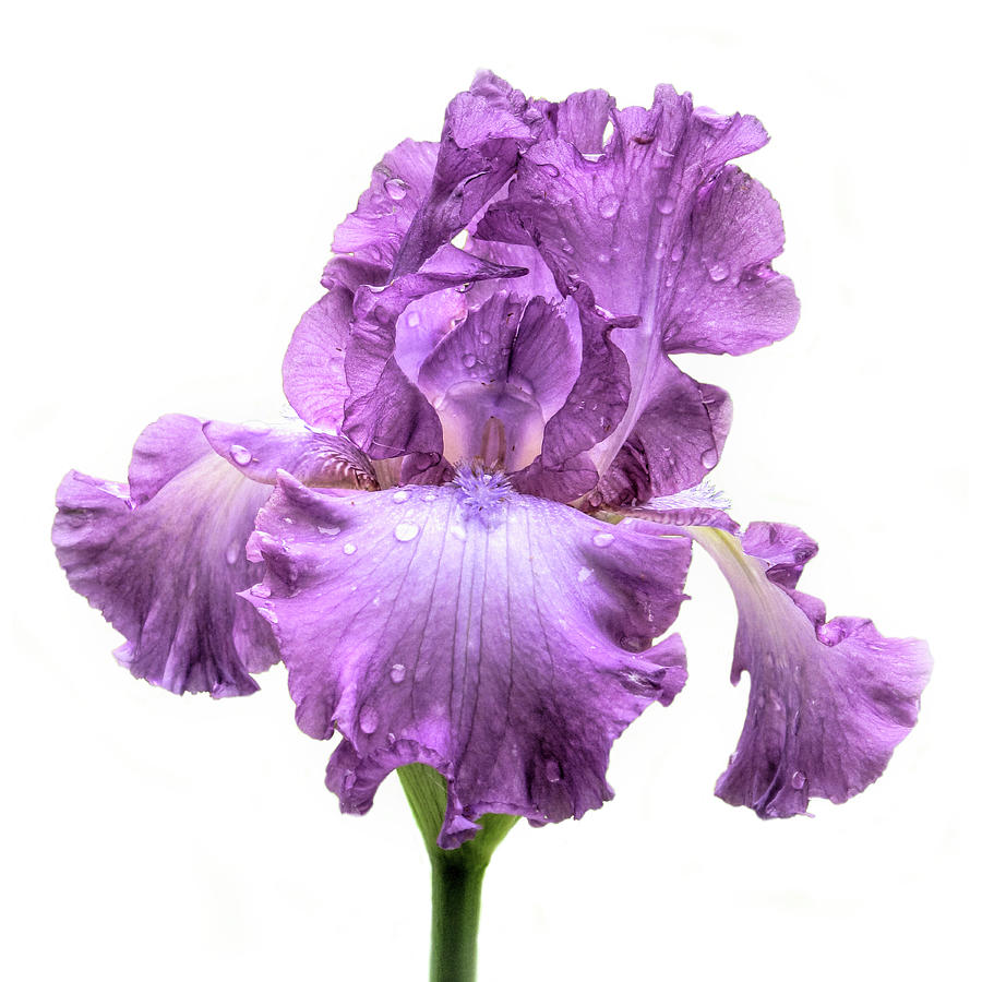 Purple Iris After the Rain Photograph by David and Carol Kelly
