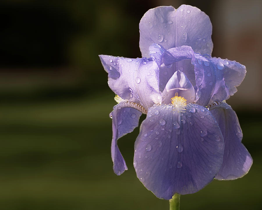 Purple Iris after the rain Photograph by Philip Rodgers