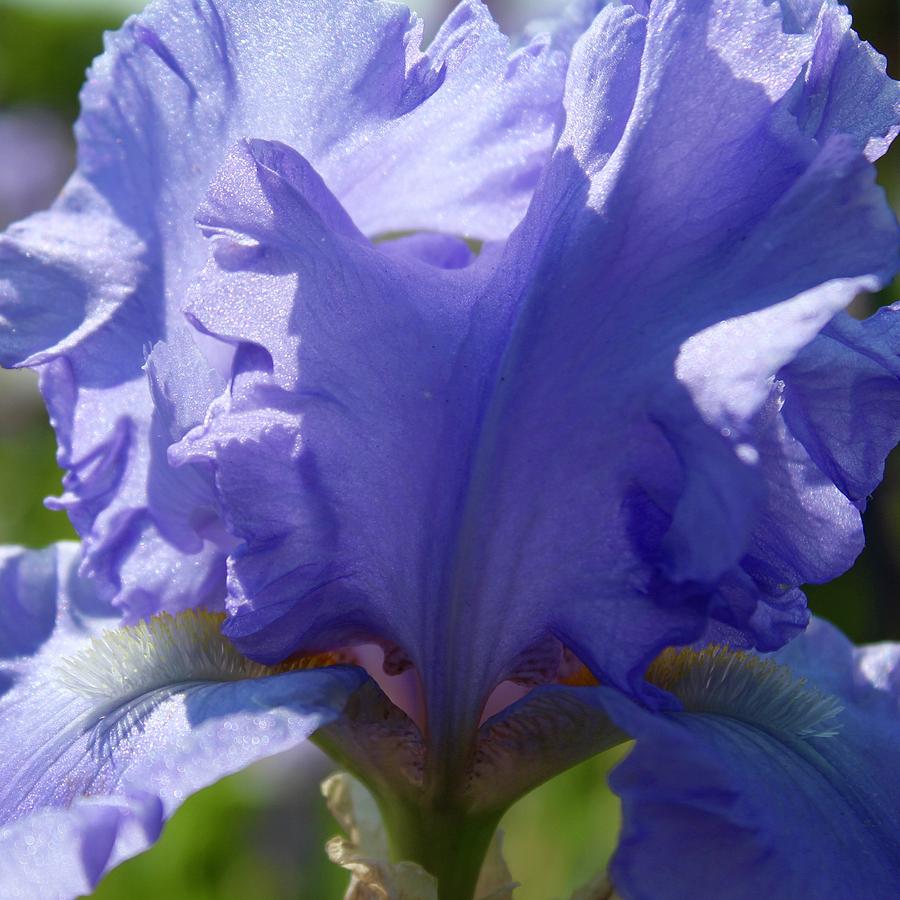 Purple Iris Albertii Dream Photograph by M E