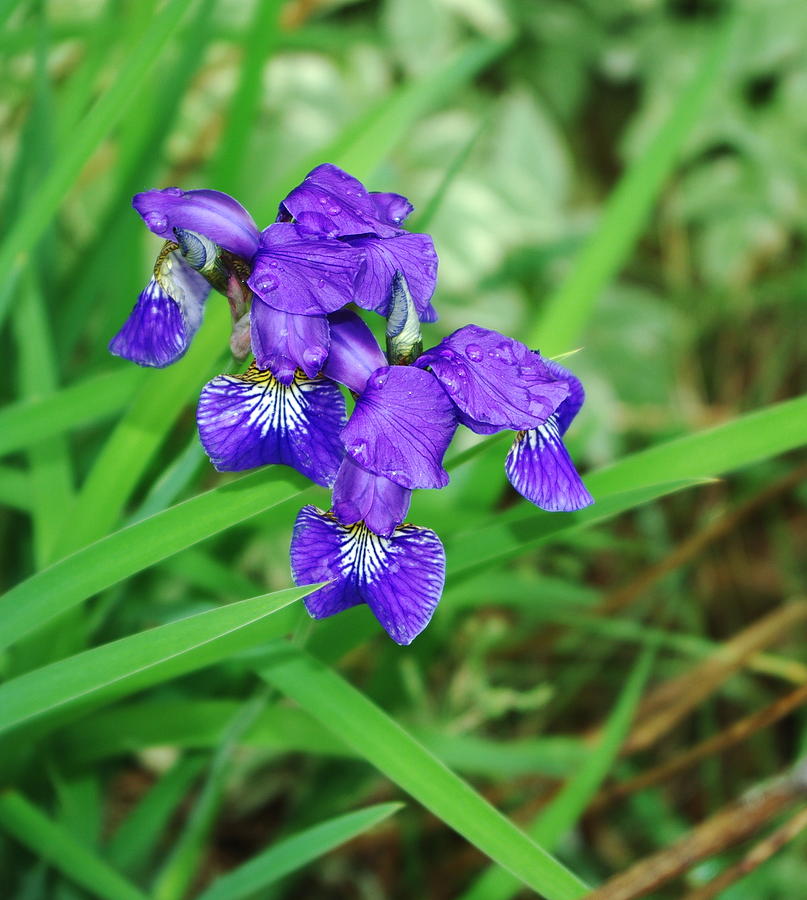 Purple Iris Photograph by Alice Markham - Fine Art America