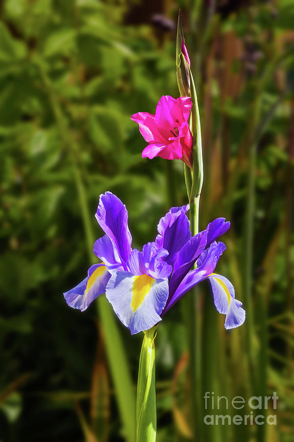Purple Iris and Gladioli byzantinus Photograph by Terri Waters