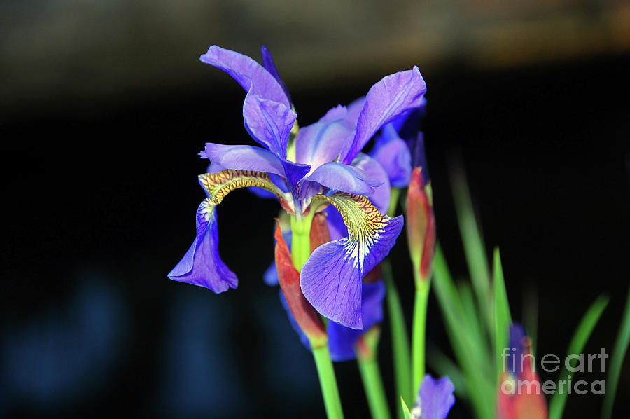 Purple Iris and Pond Photograph by Debra Thompson