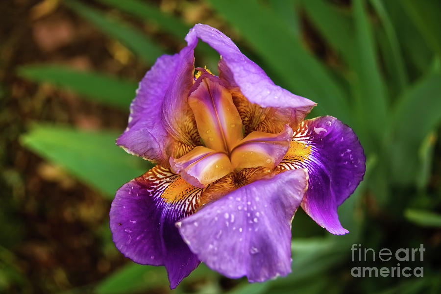 Iris Photograph - Purple Iris And Rain by Robert Bales