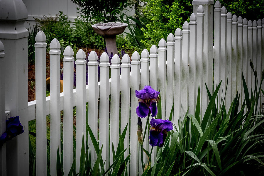 Purple Iris and the Fence Digital Art by Ed Stines