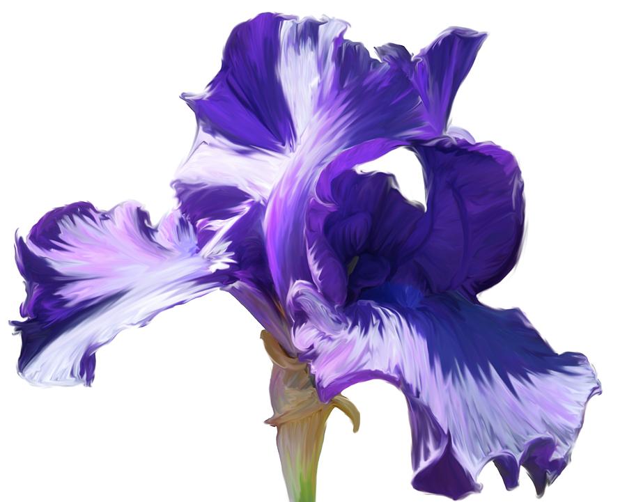 Purple Iris Photograph by Angel Bentley