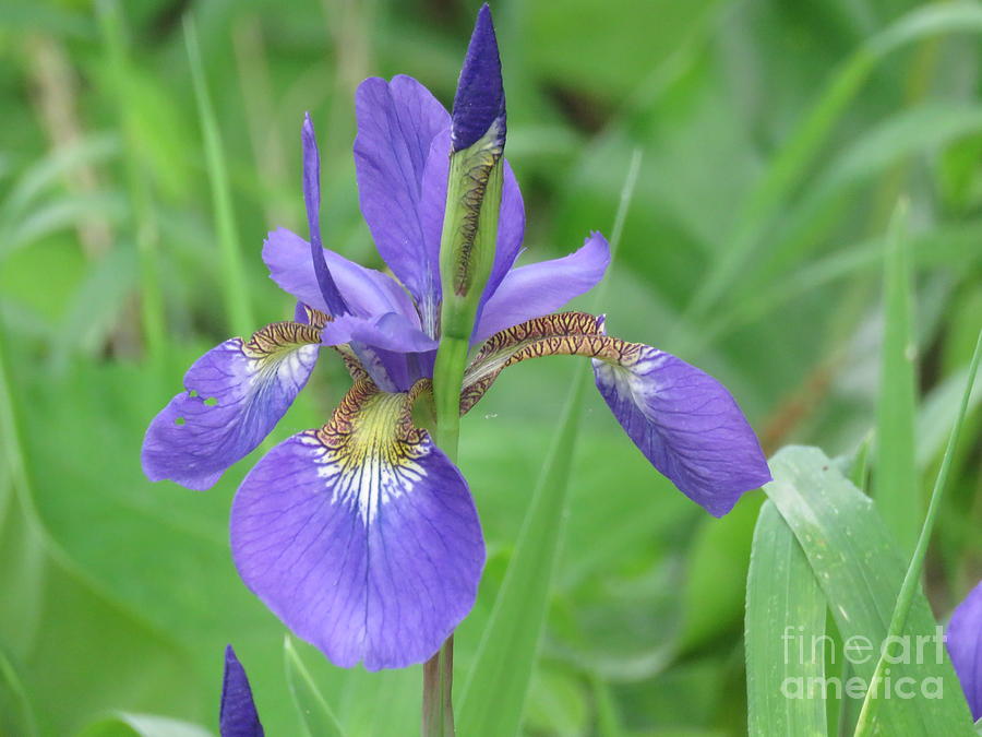Purple Iris Photograph by Anita Adams