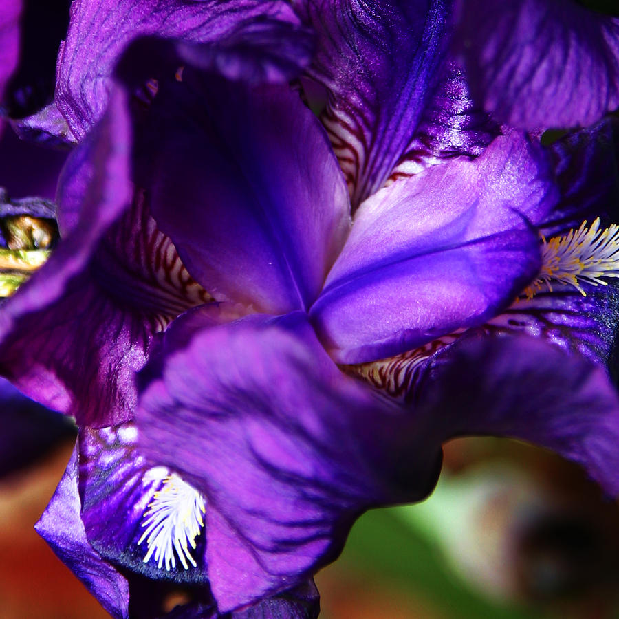 Purple Iris  Photograph by Anthony Jones