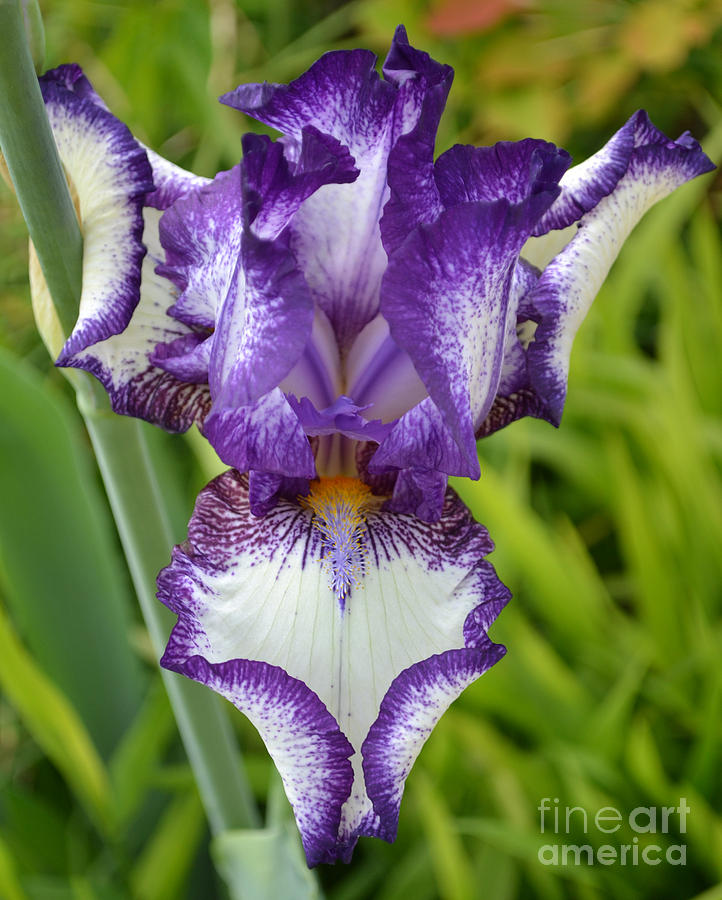 Purple Iris art Photograph by Rebecca Margraf