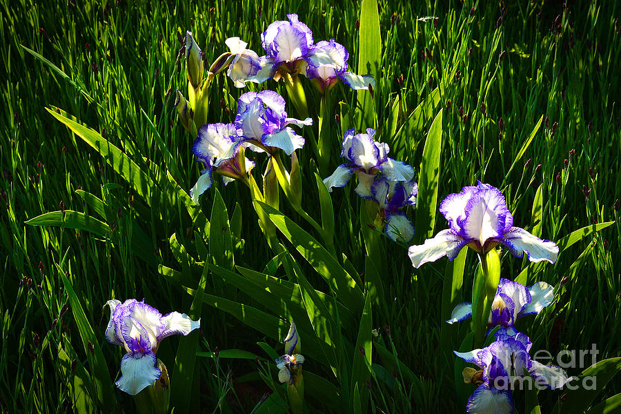 Purple Iris at Sunset Photograph by Amy Lucid