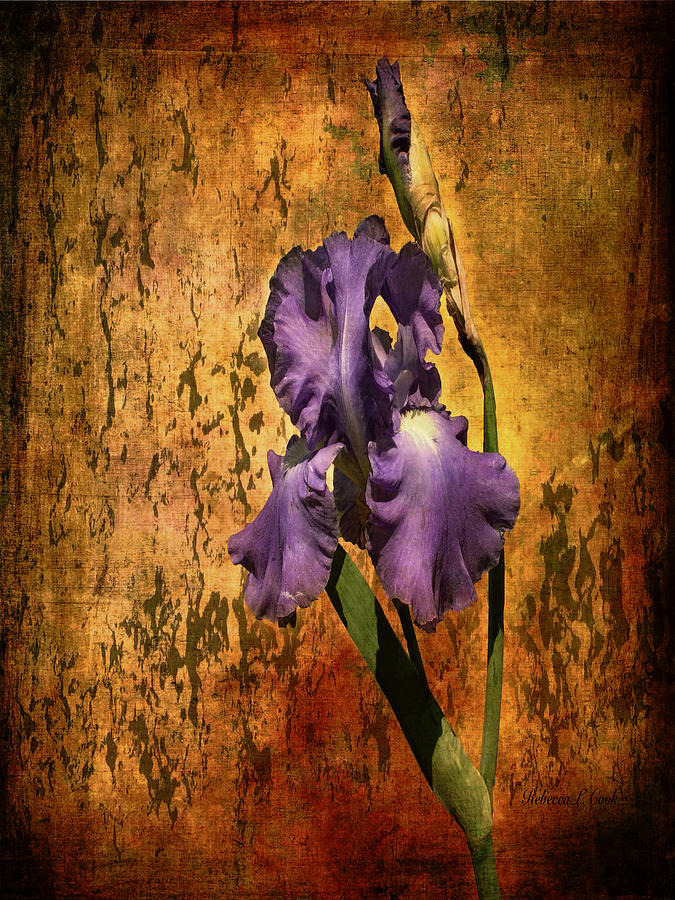 Purple Iris At Sunset Photograph by Bellesouth Studio