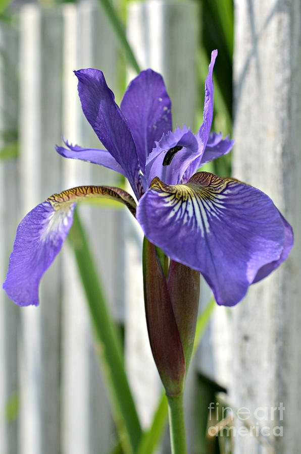 Purple Iris at the Fence Photograph by Lila Fisher-Wenzel