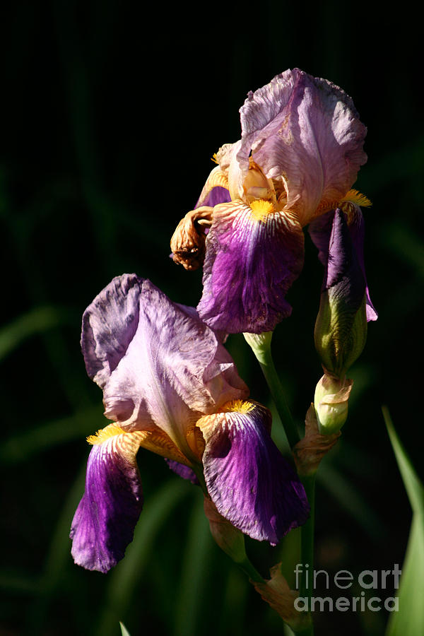 Purple Iris Photograph by B Rossitto