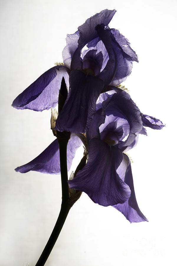 Purple Iris Backlit Flower Photograph by Art Whitton