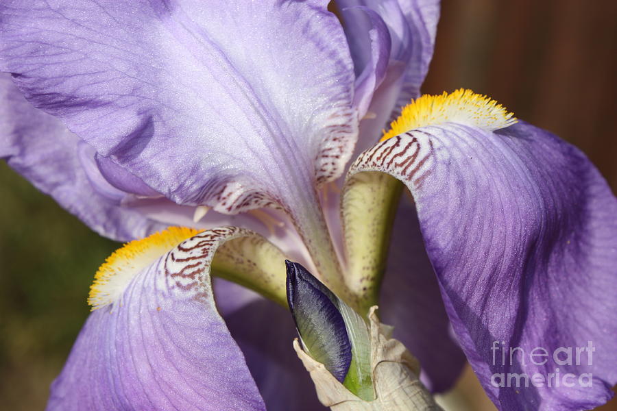 Spring Photograph - Purple Iris Beauty by Carol Groenen