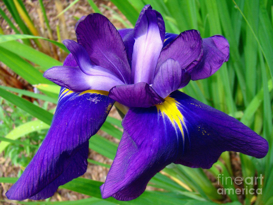 Purple Iris Beauty Photograph by Sue Melvin