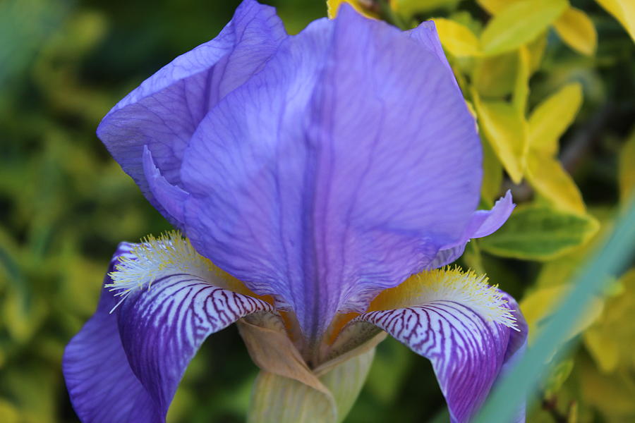Purple Iris Before Ilex Golden King Photograph by M E